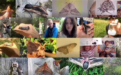 Moth Watch session 1b collage